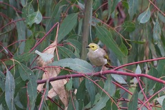 Ptilotula penicillata