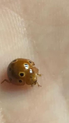 Eastern Ten-spotted Ladybug (Microcaria pupillata), a species recorded in Hawaii