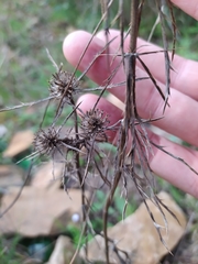 Eryngium tricuspidatum