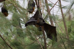 Pteropus poliocephalus