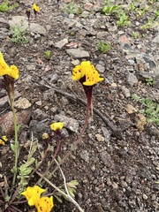 Linaria amethystea multipunctata