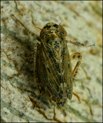Euscelidius variegatus