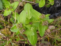 Fedia graciliflora