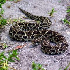 Bothrops fonsecai