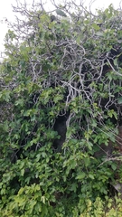 Ficus carica image