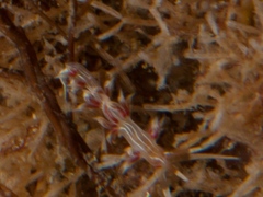 Cratena lineata