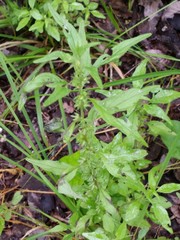 Parietaria pensylvanica pensylvanica