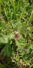 Centaurea benedicta