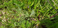 Centaurea benedicta
