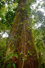 Motherwellia haplosciadea