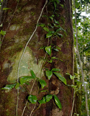 Motherwellia haplosciadea