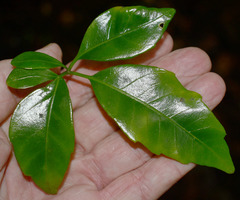 Motherwellia haplosciadea