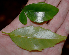 Motherwellia haplosciadea