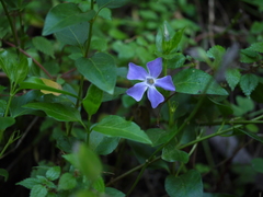 Vinca major