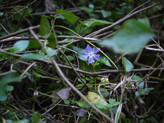 Vinca major