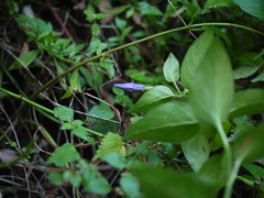 Vinca major