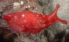 Aplysia extraordinaria