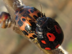 Paropsides soriculata