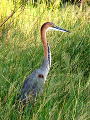 Ardea goliath