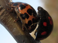 Paropsides soriculata