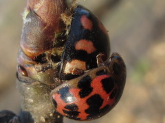 Paropsides soriculata