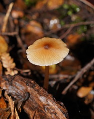 Entoloma readiae