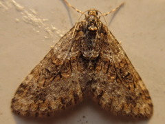 Esakiopteryx volitans