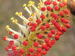 Salix gracilistyla