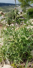 Erucaria hispanica