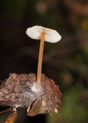 Entoloma readiae
