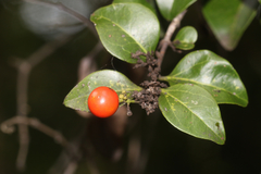 Strychnos psilosperma