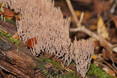 Artomyces austropiperatus