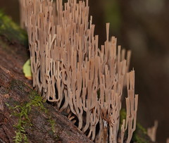 Artomyces austropiperatus