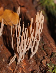 Artomyces austropiperatus
