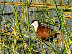 Actophilornis africanus