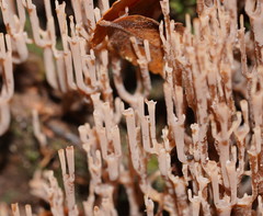 Artomyces austropiperatus