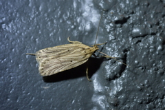 Agonopterix umbellana