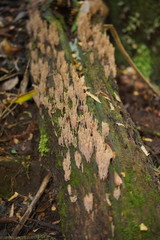 Artomyces austropiperatus