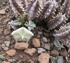 Ceropegia zebrina image