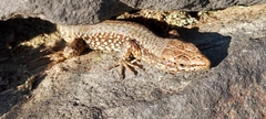 Podarcis muralis