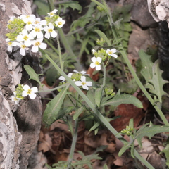 Arabidopsis arenosa arenosa