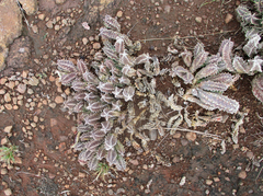 Ceropegia zebrina image