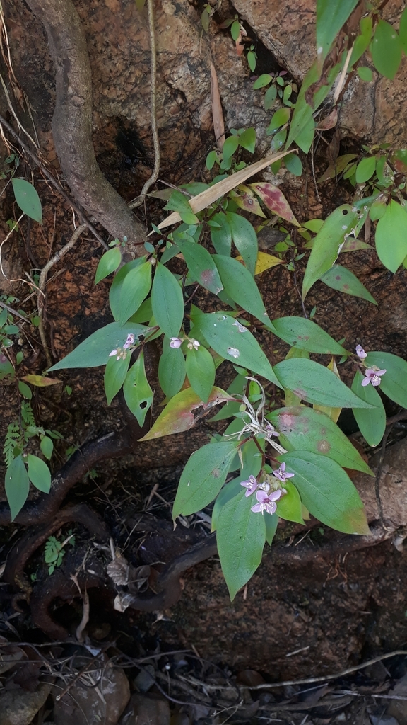 Centradenia floribunda
