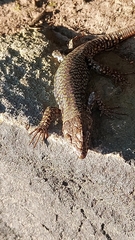 Podarcis muralis