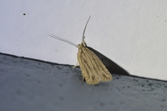 Agonopterix umbellana
