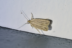 Agonopterix umbellana