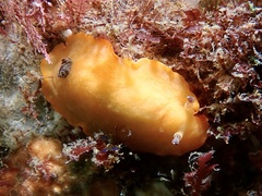 Aphelodoris