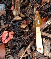 Phallus rubicundus