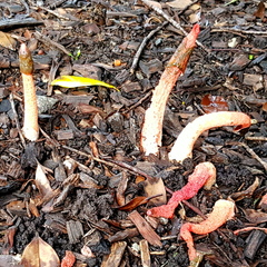 Phallus rubicundus