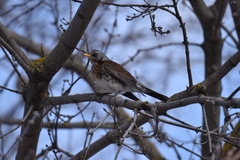 Turdus pilaris